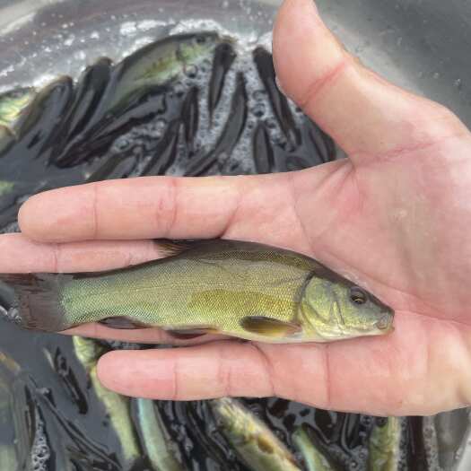 丁桂鱼苗 丁岁鱼苗 皮实易养 属底层杂食鱼类