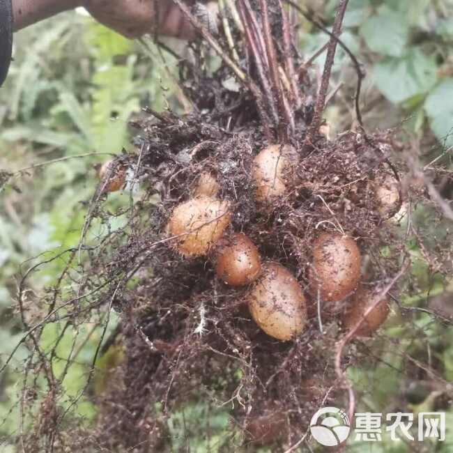 广西，石黄皮，凤凰蛋，肾蕨果，