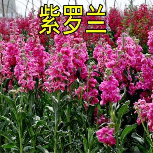 苏州紫罗兰种子，多年生庭院室内阳台盆栽易活易种户外庭院抗寒耐高温