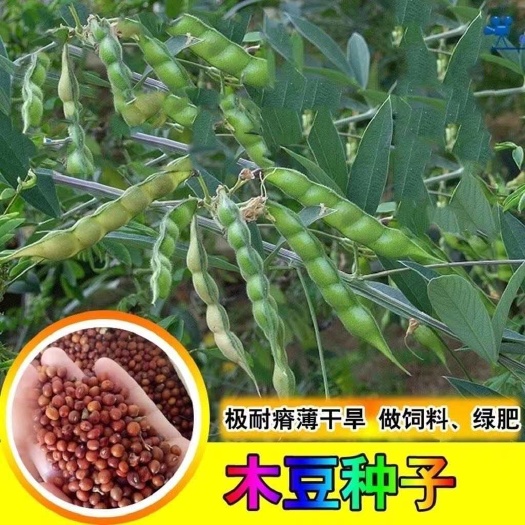 木豆种子观音豆柳豆 豆蓉 树豆树黄豆新采护坡灌木林木籽边坡固