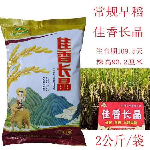 常德常规早稻水稻种子 原种长粒香米 佳香长晶 早熟矮杆早稻谷种种