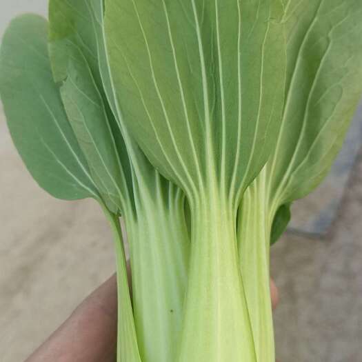 上海青