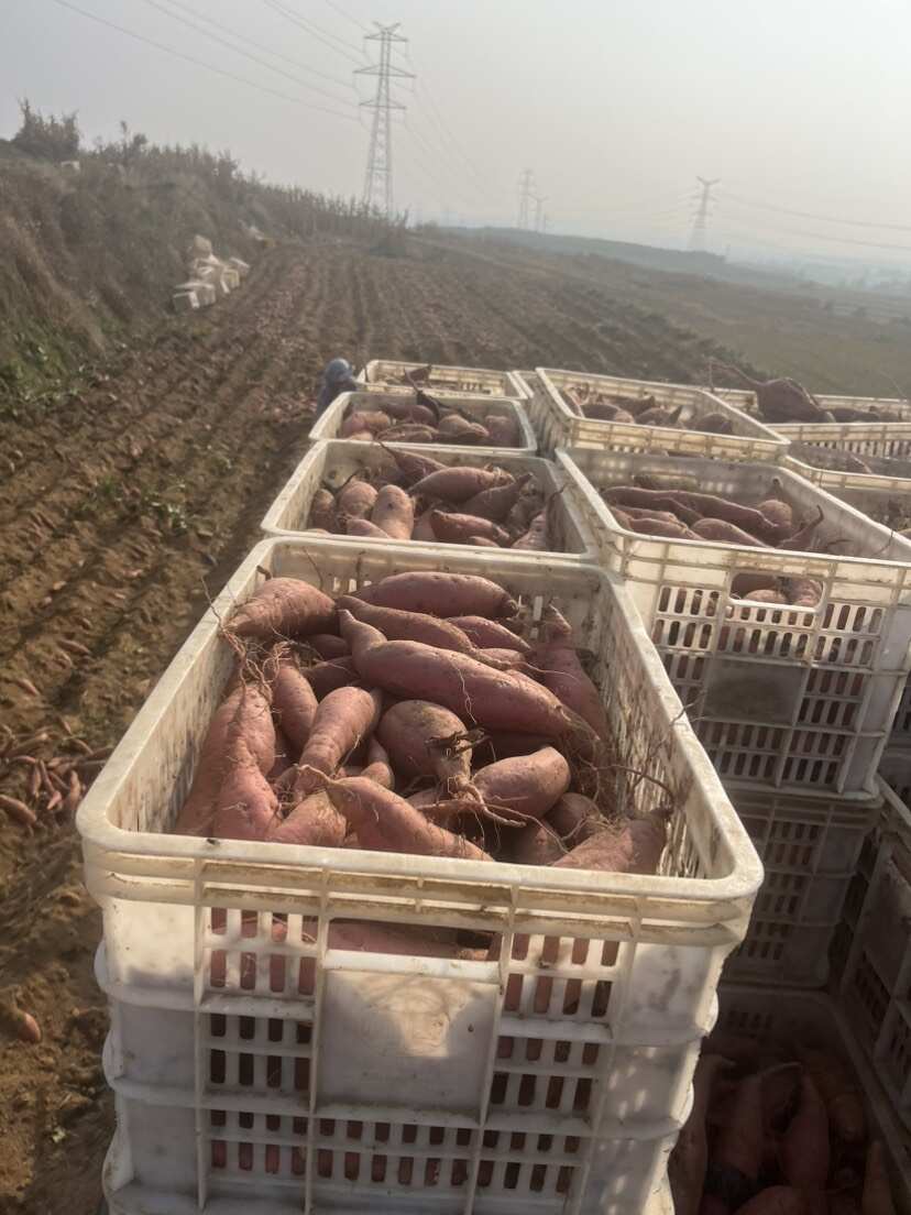 精品烟薯25，西瓜红紫薯，产地直发直销，货源充足，可全国发货
