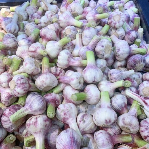 周口大蒜
