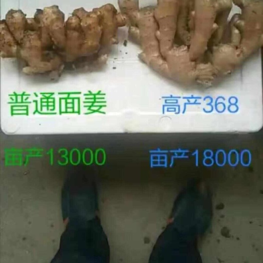 生姜基地姜种(山东1号368高产王)(提供种子技术支持)