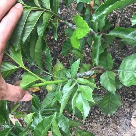 普宁市黑黄皮，鸡心黄皮，紫色黄皮，营养杯苗