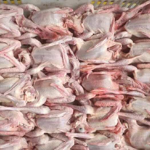 新鲜乳鸽 精选优质食材 每天现杀
