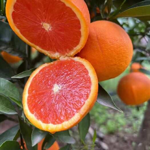 橙子产地大量供应纽荷尔脐橙，伦晚，长红，中华红橙，九月红果冻