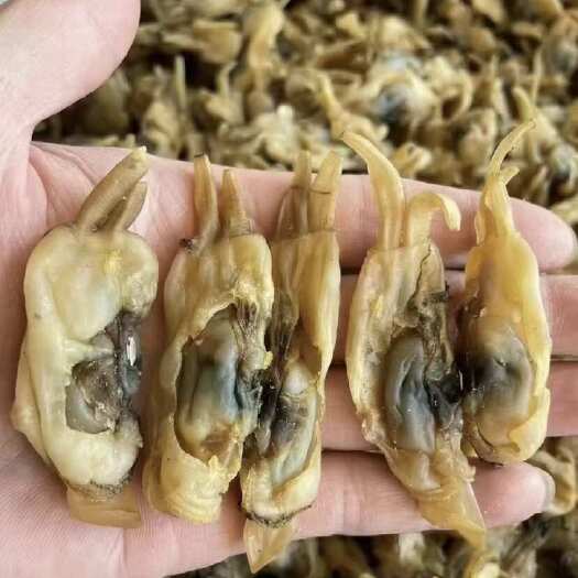 东山县福建海产干货无沙蛏干500g250g新鲜海鲜煲汤食材大海蛏子