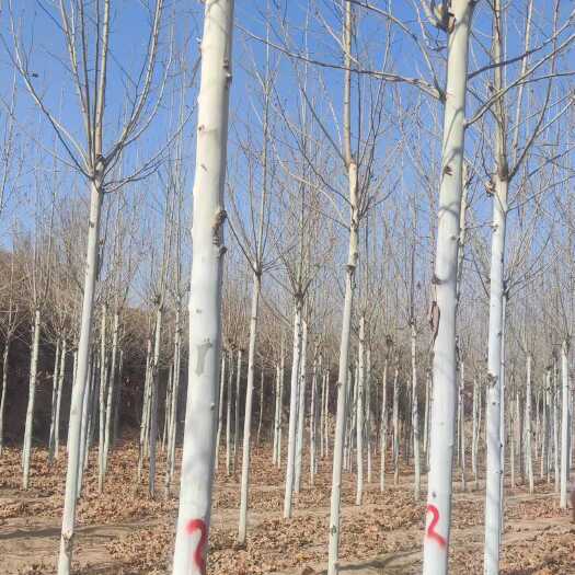 绛县速生法桐    10公分法桐  杆直冒圆 法桐基地 保质保量