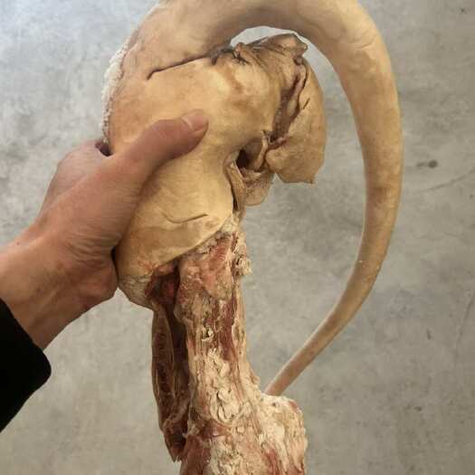 玉环市带皮牛尾巴，如图带锥骨。