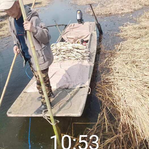 安新县荷花苗