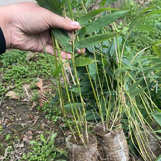 桐梓县金佛山方竹苗，一年苗，两年苗，