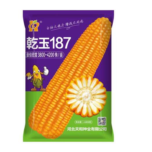 南宫市白轴大棒玉米品种乾玉187