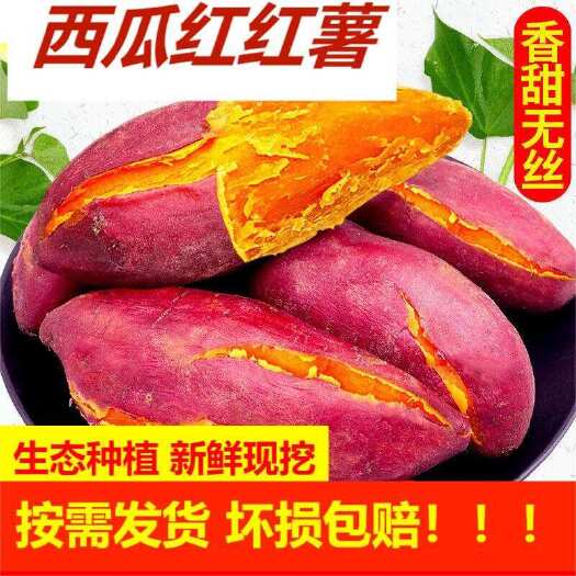 遂溪县【生态种植 】【现挖现发】西瓜红 货源充足 全国可发质量保障