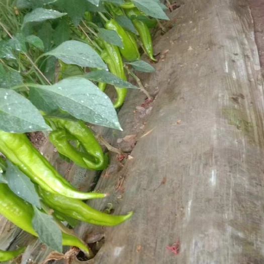 贵南县青海精品优质鲜辣椒螺丝椒产地直发