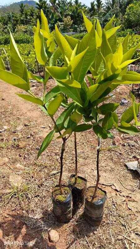 乐东县黑金刚莲雾苗，莲雾中的好品种，怎么种出来的果都好吃
