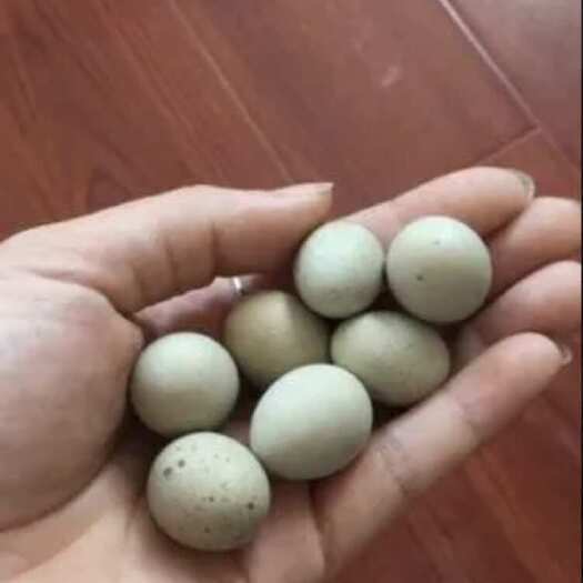  芦丁蛋