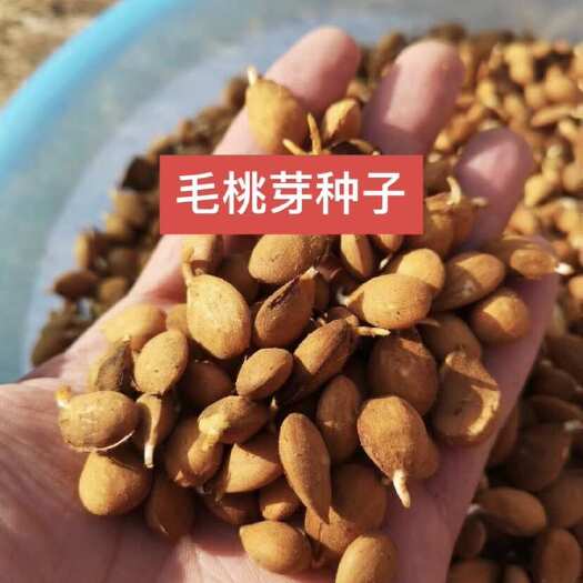 泰安桃树种子，毛桃芽种子，桃仁种子，桃米，嫁接砧木