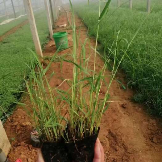 多芽芦苇价格，大盆芦苇，芦苇工程苗基地