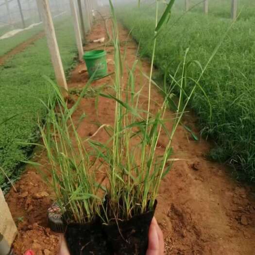 青州市多芽芦苇价格，大盆芦苇，芦苇工程苗基地