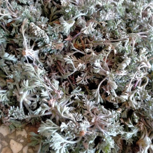 中牟县茵陈