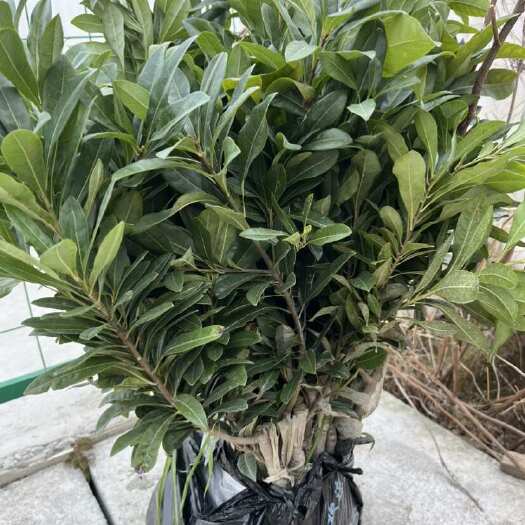 台州1️⃣年嫁接东魁小苗