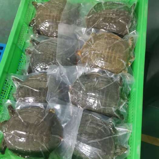 泗洪县净膛甲鱼，鳖