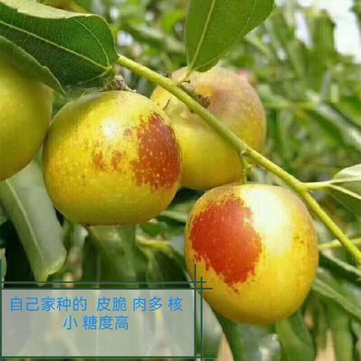 大荔县大荔优质冬枣种植户导航到大荔天时达果业