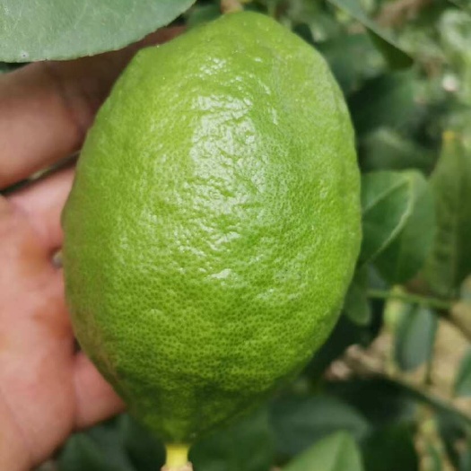 广东香水无籽青柠檬，下单前先询价！