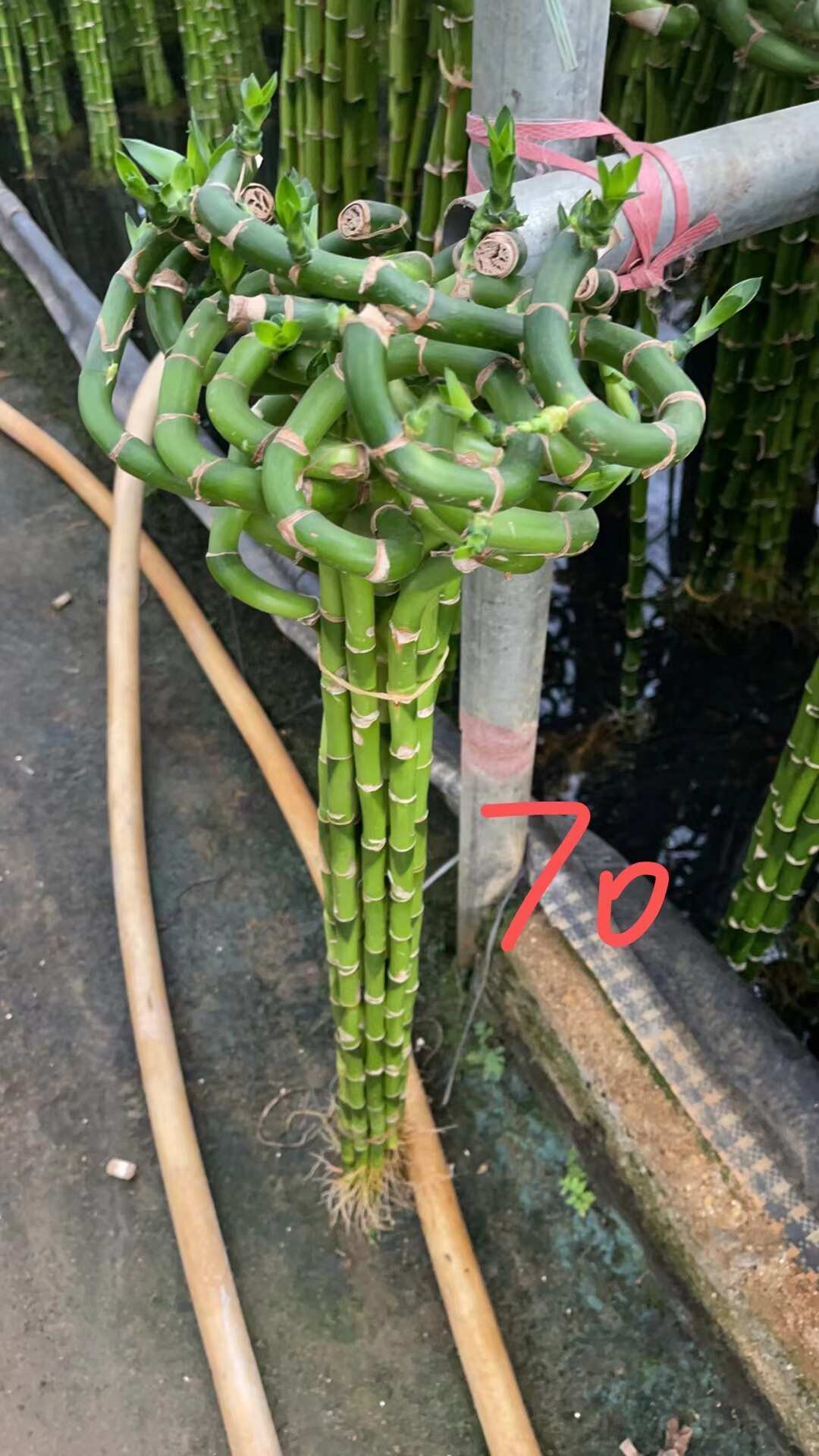 （转运竹）富贵竹  4月新货，目前短芽哦，欢迎关注咨询！