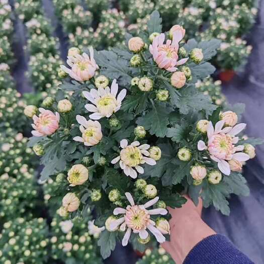 广州清明菊花如意菊球菊荷兰菊