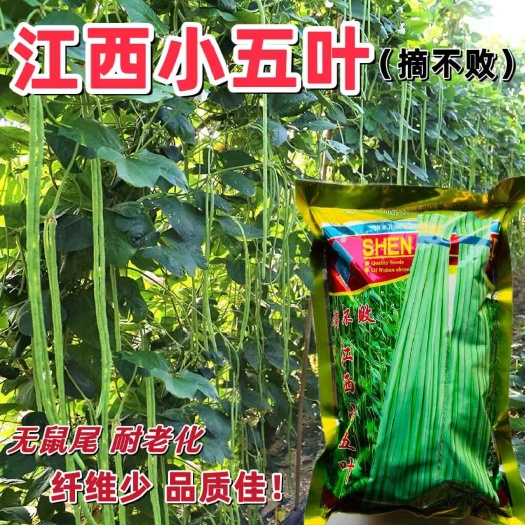 宿迁江西小五叶摘不败豆角种子春秋大田播种长豇豆种子