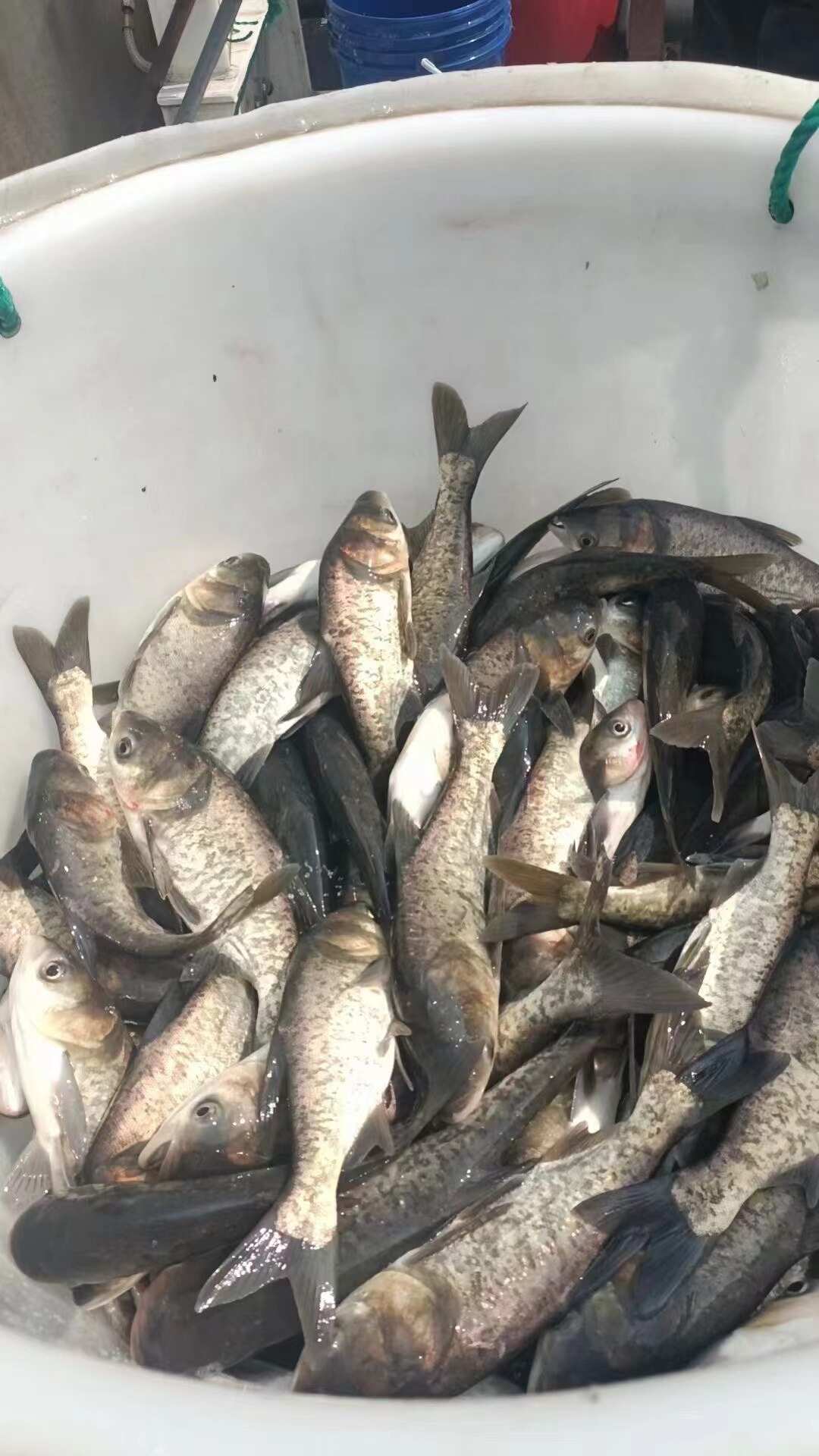 花鲢苗   鲫鱼苗   草鱼苗  乌青鱼苗    黑鱼苗