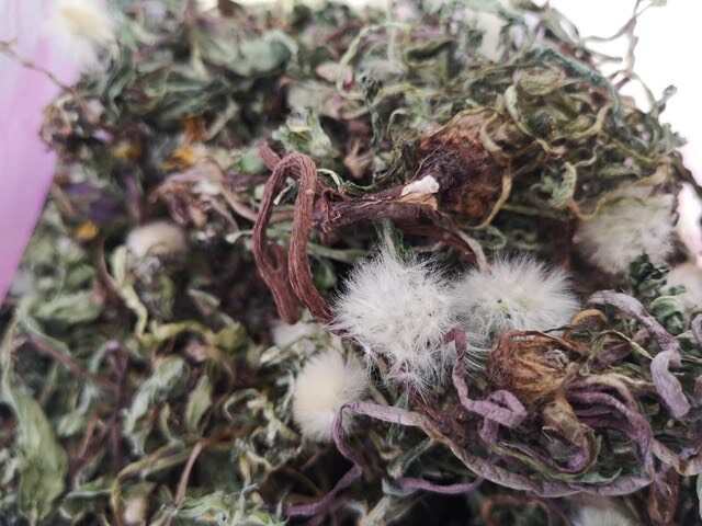 商洛蒲公英，无浓残留