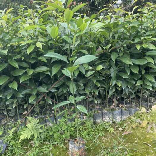 广州阴香
