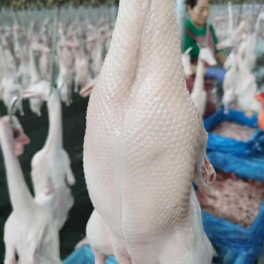 禹城市白条鸭