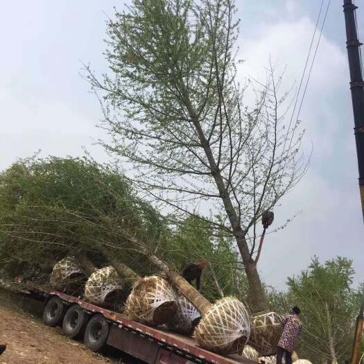 邳州市苗圃出售18/30公分银杏树，当时装车，诚信经营
