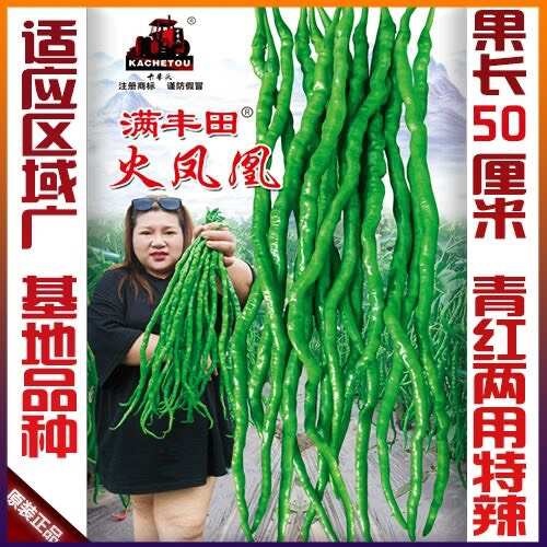 凯里市火凤凰贵州本地细长线椒种子细长辣椒种子特香特辣线椒种子辣椒种