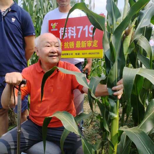南宫市伟科育种最新审定玉米品种伟科719