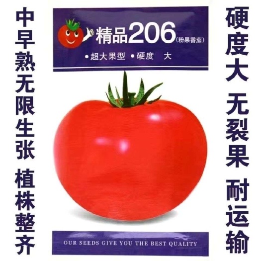 淮安精品206粉果番茄种子大果型硬度大高产抗病无裂果基地种植专用
