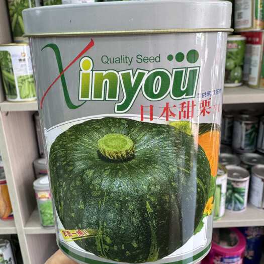 淮安日本甜栗南瓜种子果实扁圆肉厚果内黄色甘面带甜味高产南瓜高产