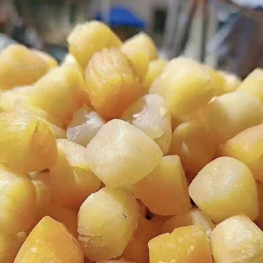 东山县新鲜全干精品干贝瑶柱干货大号干扇贝柱元贝煲粥海鲜散装批发