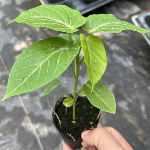 南宁新品种哥伦比亚热情果苗纯甜百香果庭院阳台盆栽地栽种植四季结果