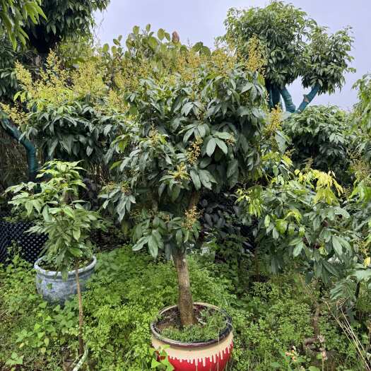  大杯荔枝苗