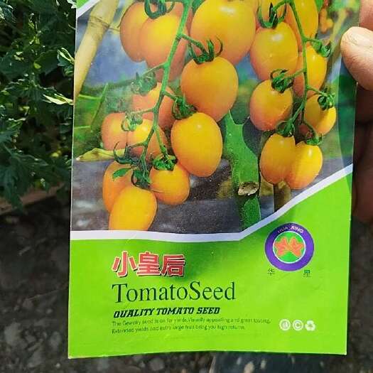 小黄番茄苗口感好甜度高适应性广易管理抗病性强