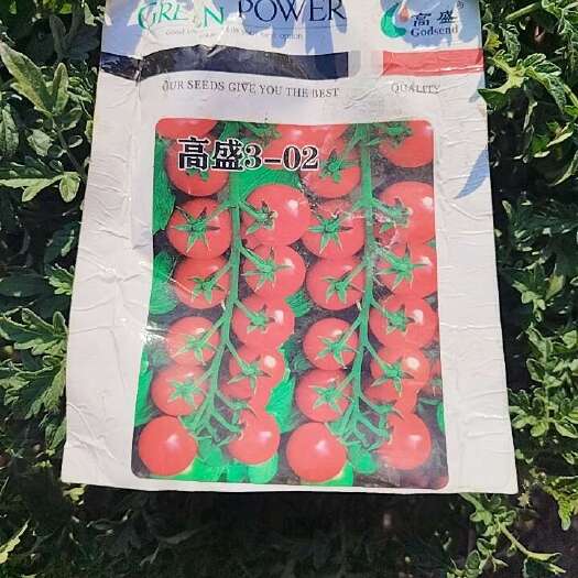 小红番茄苗抗病性强产量高适应性广口感好甜度高