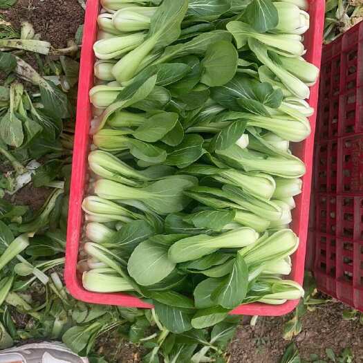 曹县油菜