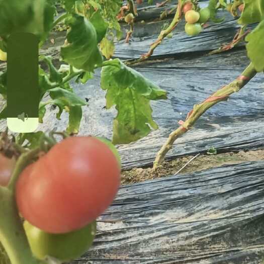 夏津县规模式大棚新鲜蔬菜，现摘现发货，鲜甜可口