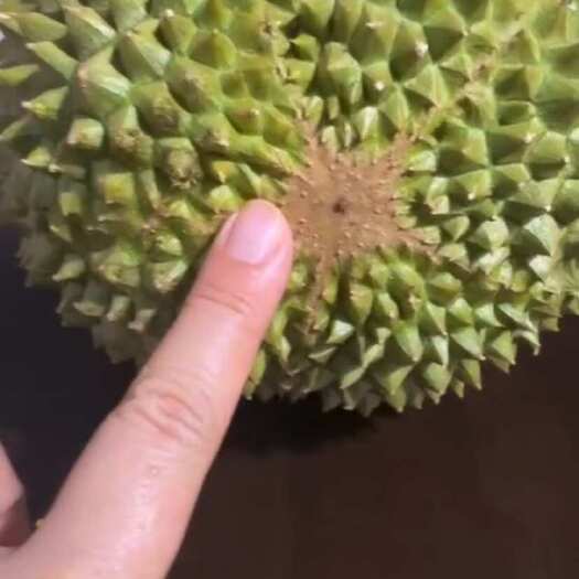 龙州县榴莲Ｄ１９７